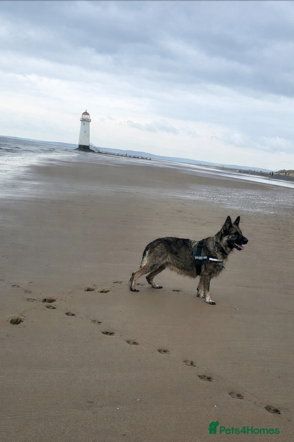 German Shepherd dogs Straight Back Long Hair GSD – Female - Advert 13