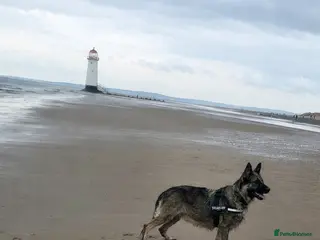 German Shepherd dogs Straight Back Long Hair GSD – Female - Advert 13