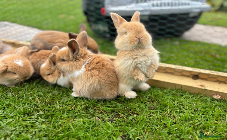 Mini Lop rabbits - Advert 1