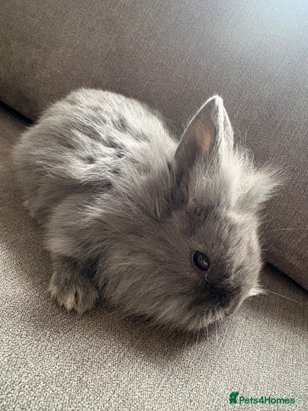 Mixed Breed rabbits for sale: Rex cross lions head rabbits  - Advert 5