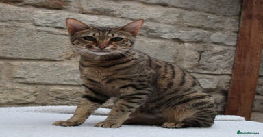 Savannah cats in Stamford - Advert 2