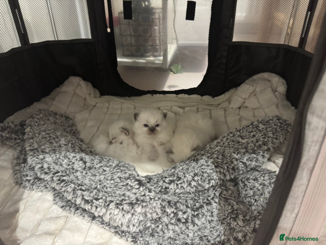 Ragdoll cats for sale: Exceptional Pure Blue Point Ragdoll kitten  - Advert 15