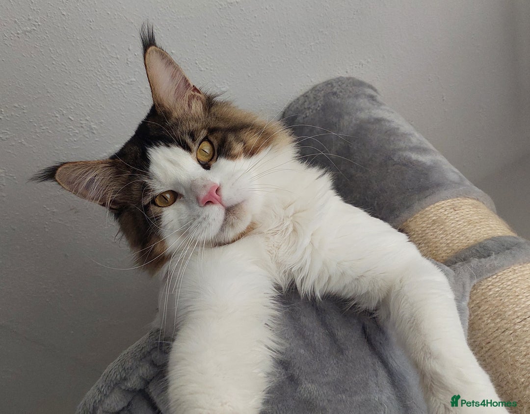 Maine Coon cats for sale: TICA Registered Red Tabby & White Maine Coon Boy - Image 5