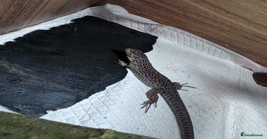 Gecko reptiles in Nottingham - Advert 8