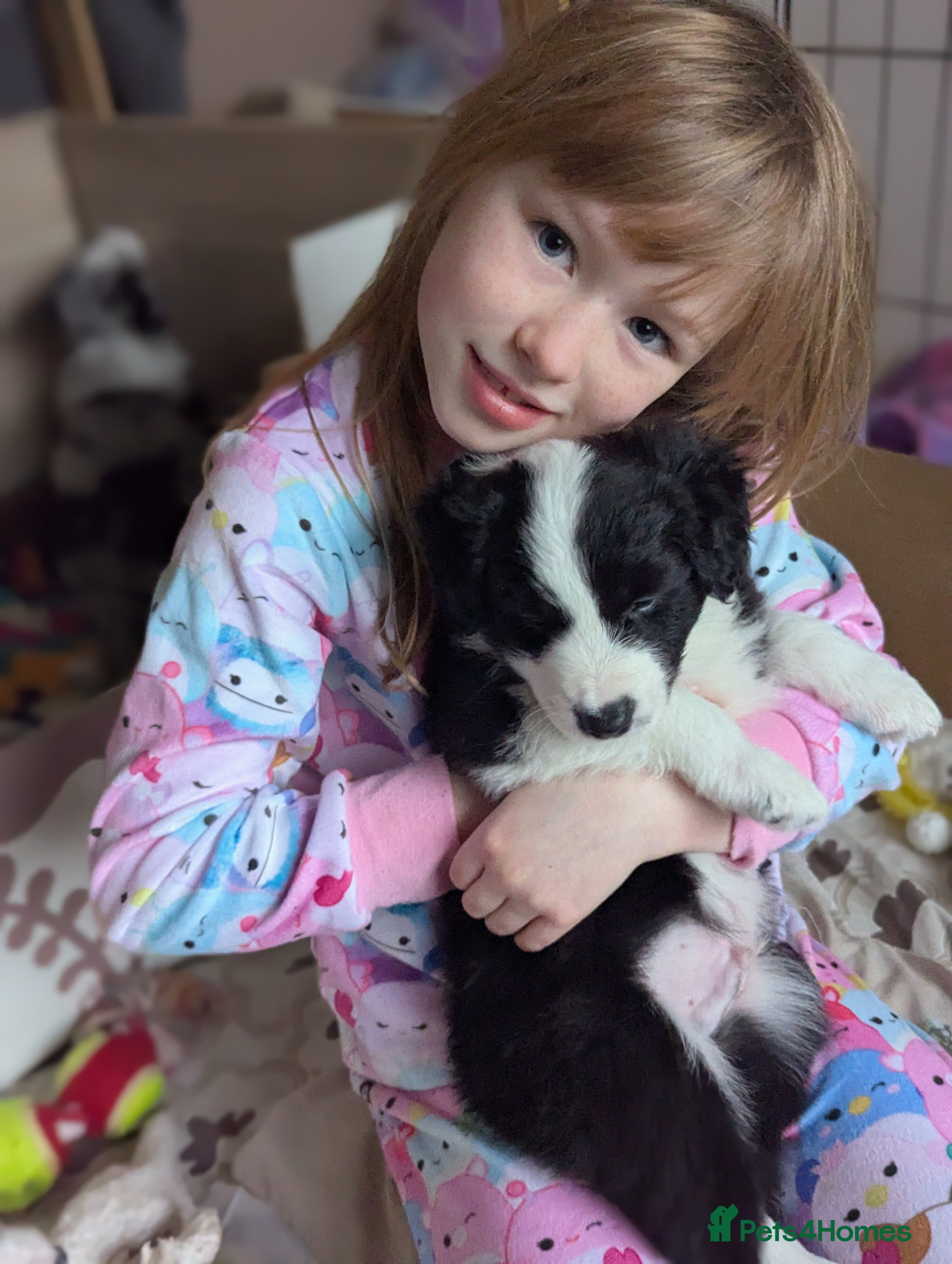 Border Collie dogs ISDS&KC REGISTERED BORDER COLLIE /MERLE PUPS  - Advert 4