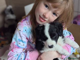 Border Collie dogs ISDS&KC REGISTERED BORDER COLLIE /MERLE PUPS - Advert 4