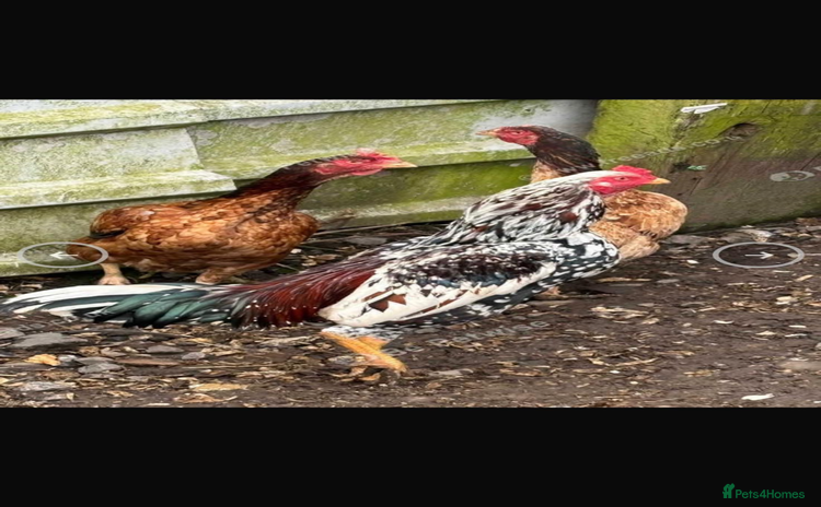 Chickens poultry - Advert 14