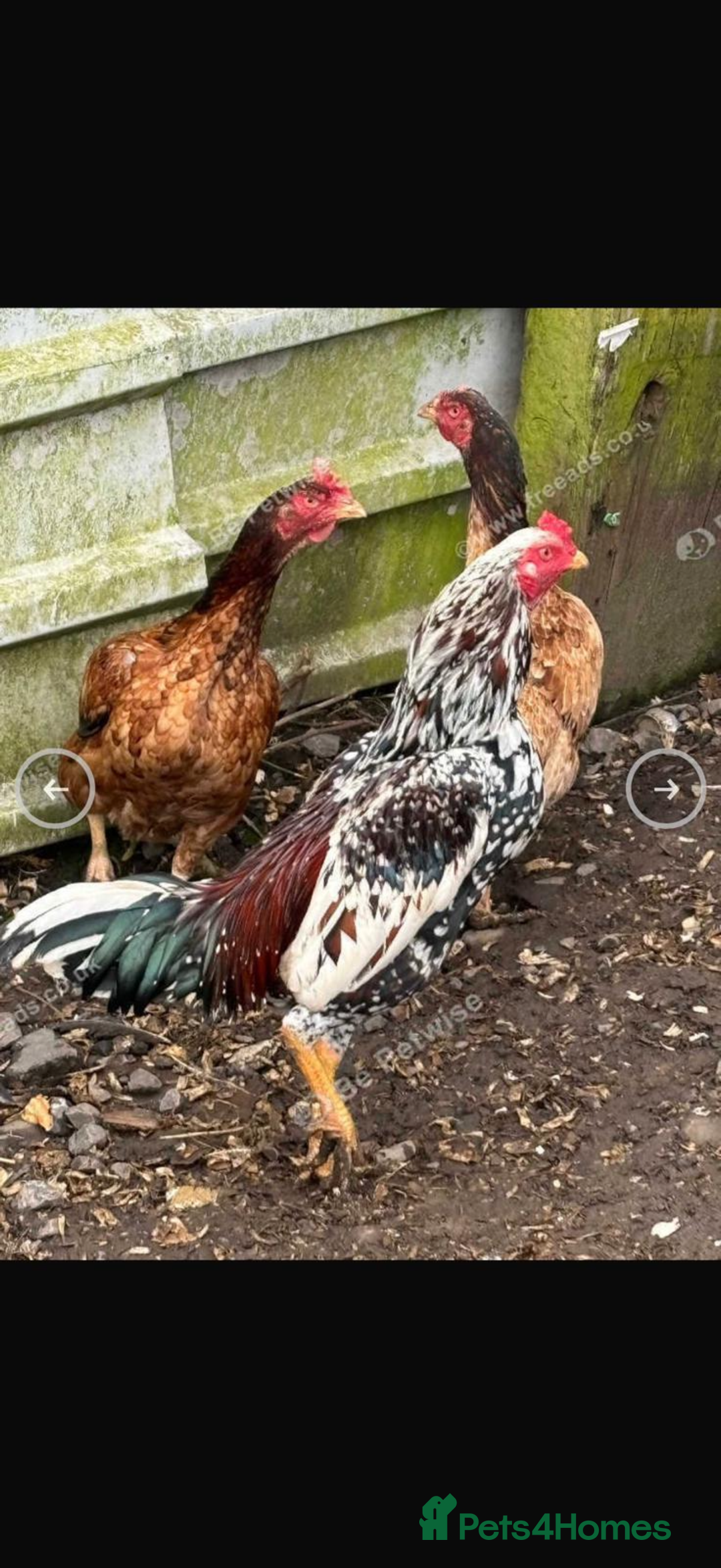 Chickens poultry for sale: Aseel rooster hens mianwali begum cheena saleta - Image 1