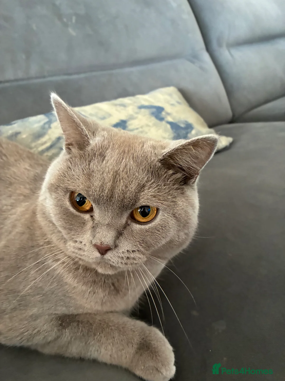 British Shorthair cats for sale: British shorthair in Slough - Advert 4