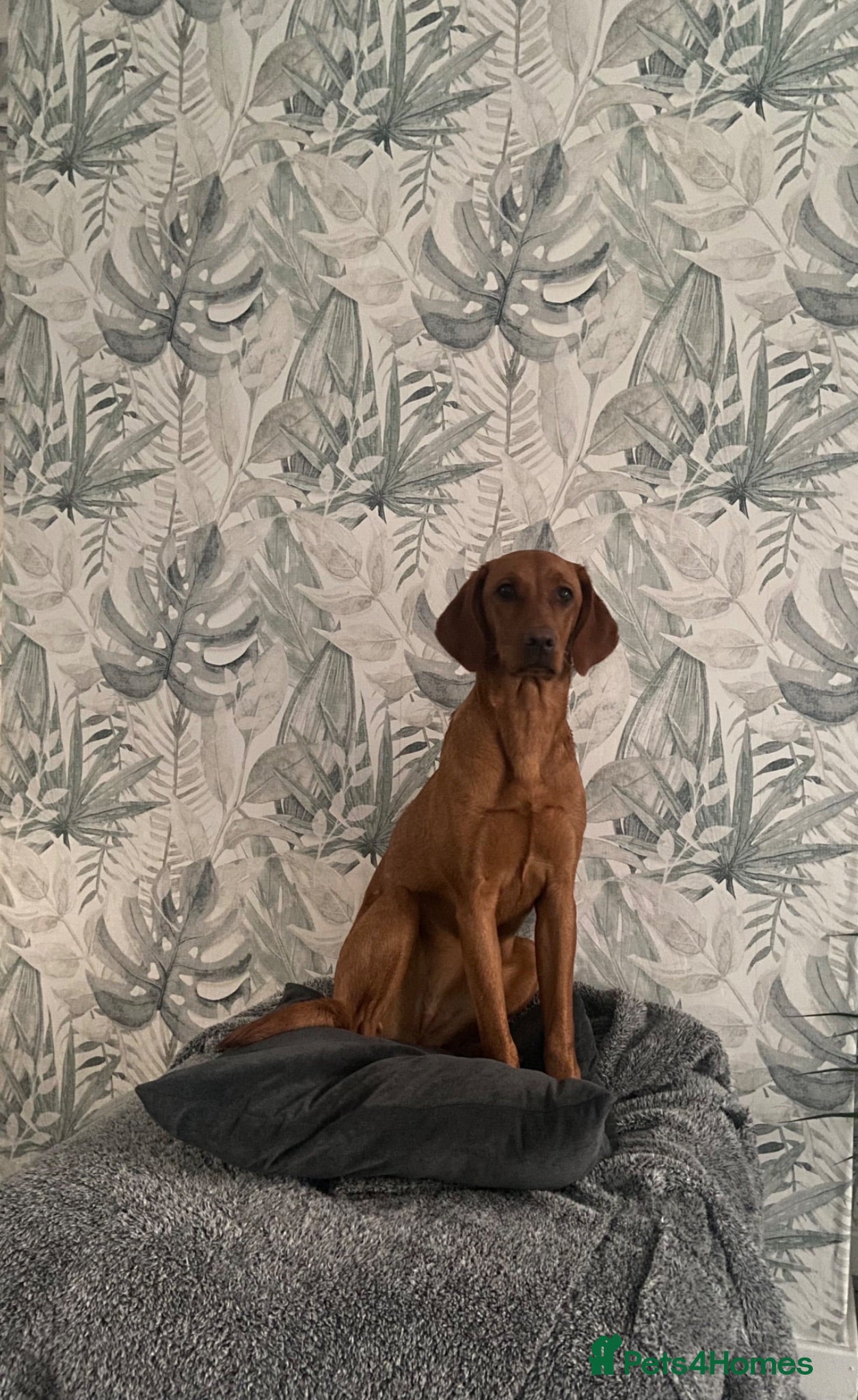 Labrador Retriever dogs KC Registered Fox Red Labrador Puppy - Advert 1