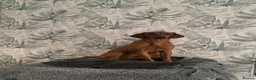 Labrador Retriever dogs for sale: KC Registered Fox Red Labrador Puppy - Advert 1