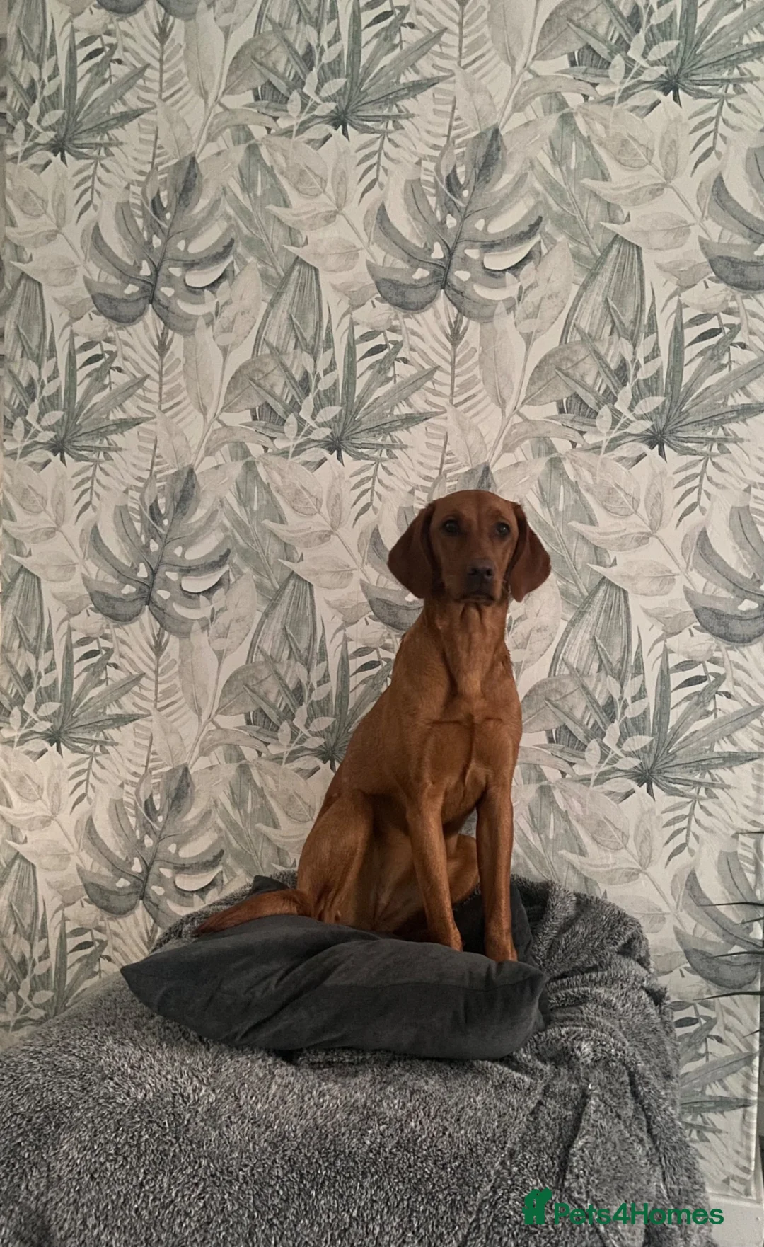 Labrador Retriever dogs for sale: KC Registered Fox Red Labrador Puppy - Advert 1