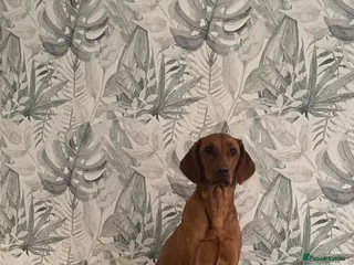 Labrador Retriever dogs KC Registered Fox Red Labrador Puppy - Advert 1