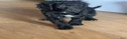 Cockapoo dogs for sale: Cockapoo - Advert 12