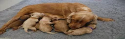 Cockapoo dogs for sale: F1 COCKAPOOS 5* LICENSED BREEDER - Advert 7