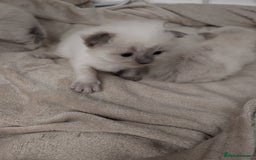 Ragdoll cats for sale: 2 lynx seal point Ragdolls kittens - Image 10