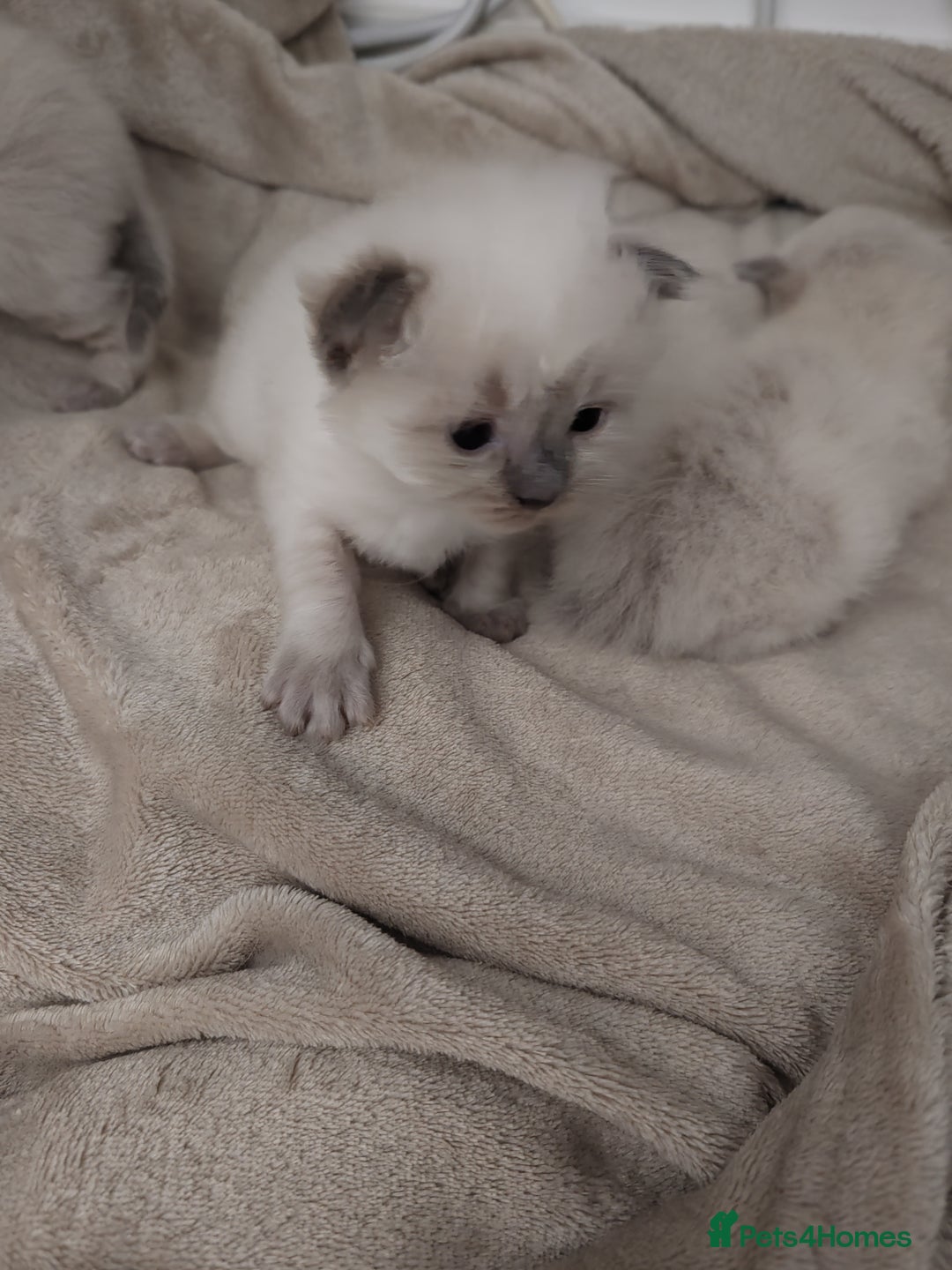 Ragdoll cats for sale: 2 lynx seal point Ragdolls kittens - Image 10