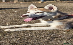 Siberian Husky dogs for sale: Just left 1 girls to reserve! SASHA in Southampton - Image 13