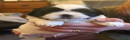 Shih Tzu dogs for sale: Beautiful Shih Tzu’s - STUNNING pure breds - Advert 14