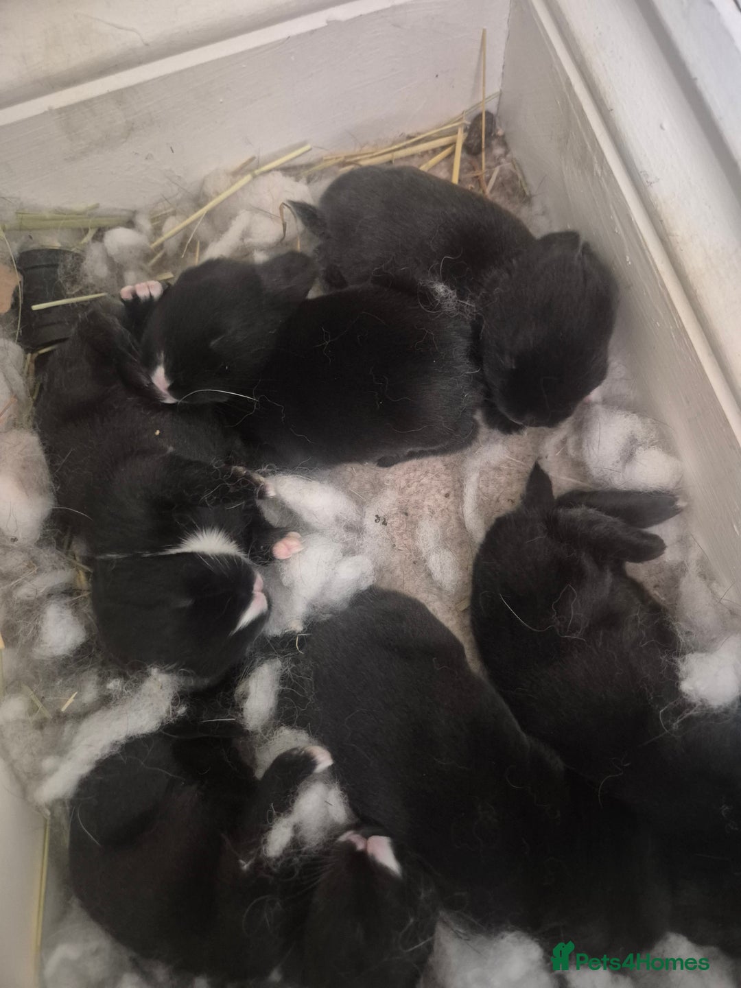 Mini Lop rabbits for sale: 5 Black and White Dutch x Mini Lop Babies - Advert 2