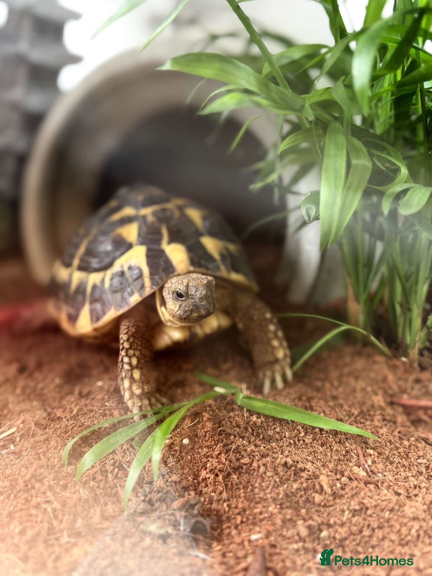 Tortoise reptiles Hermann’s Tortoises Free to a Responsible Home  - Advert 2