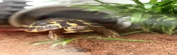 Tortoise reptiles for sale: Two Hermann’s tortoises free to a responsible home - Advert 2