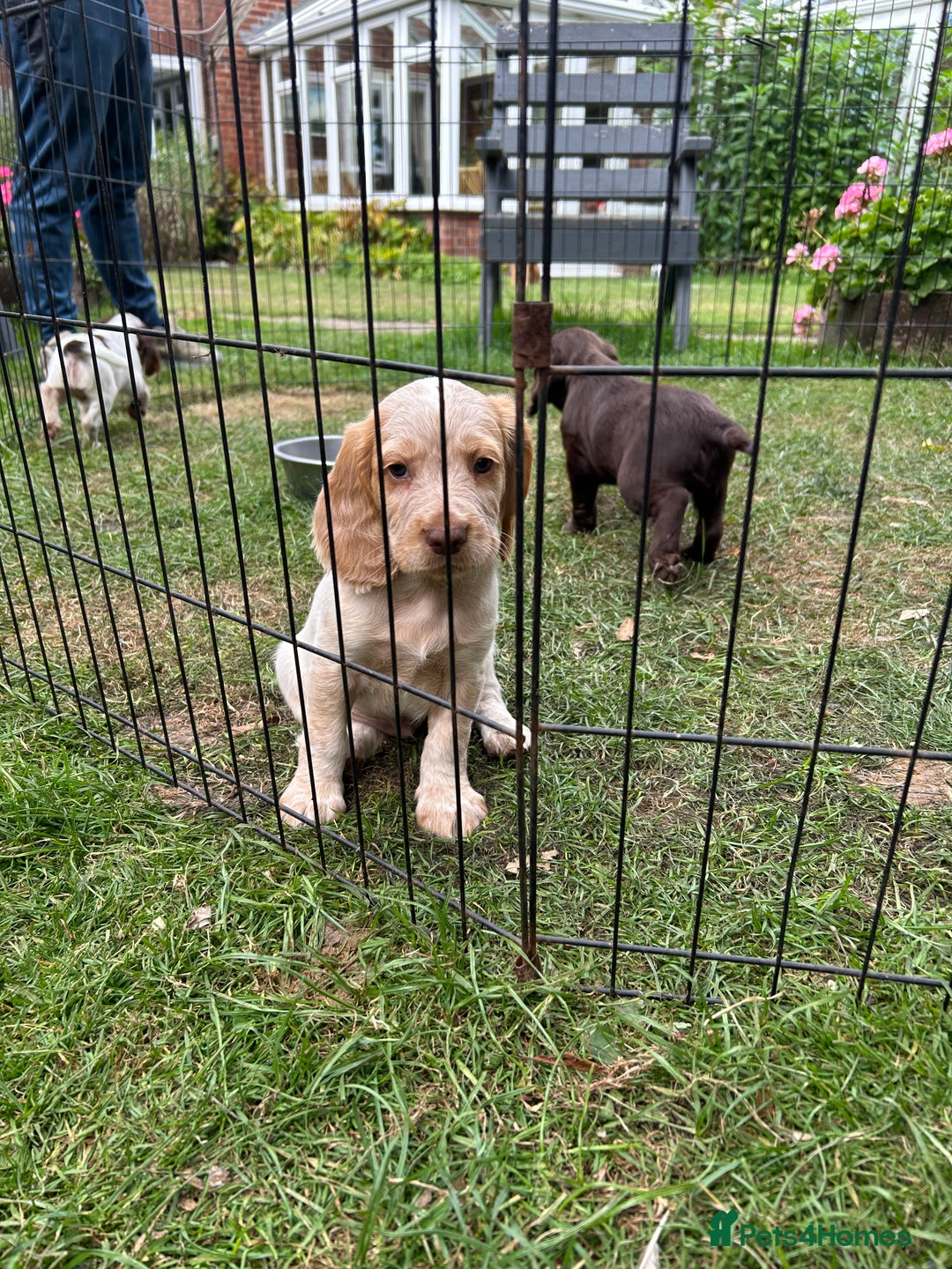 Mixed Breed dogs for sale: Sprocker spaniels - Image 3