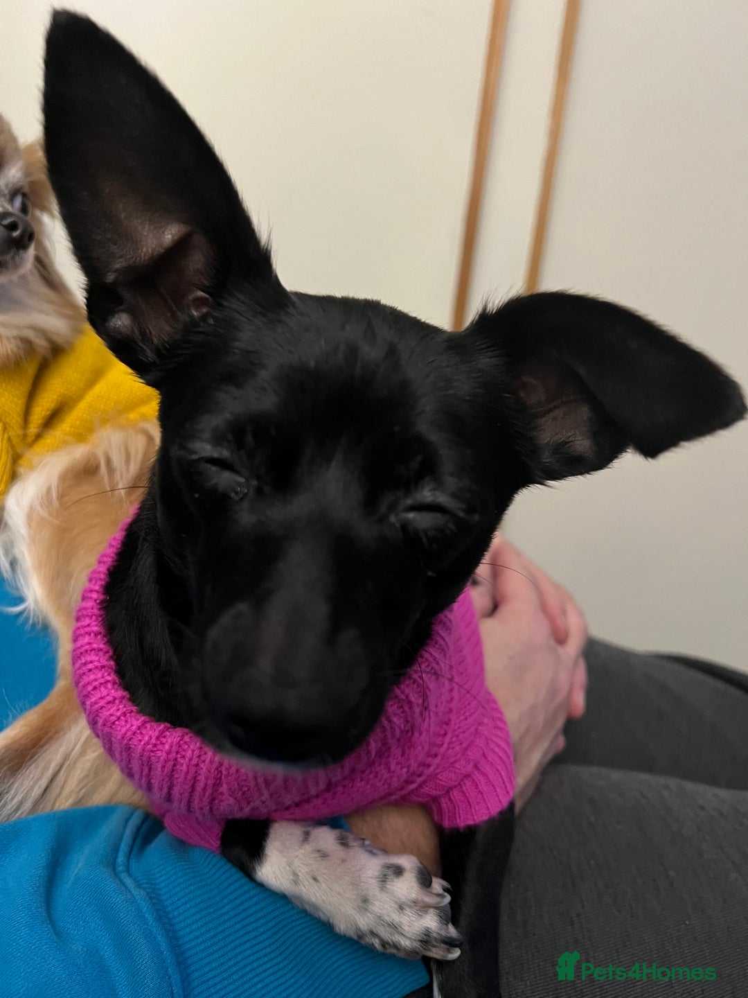 Mixed Breed dogs for sale: Chihuahua x Jack Russell Bitch - Image 9