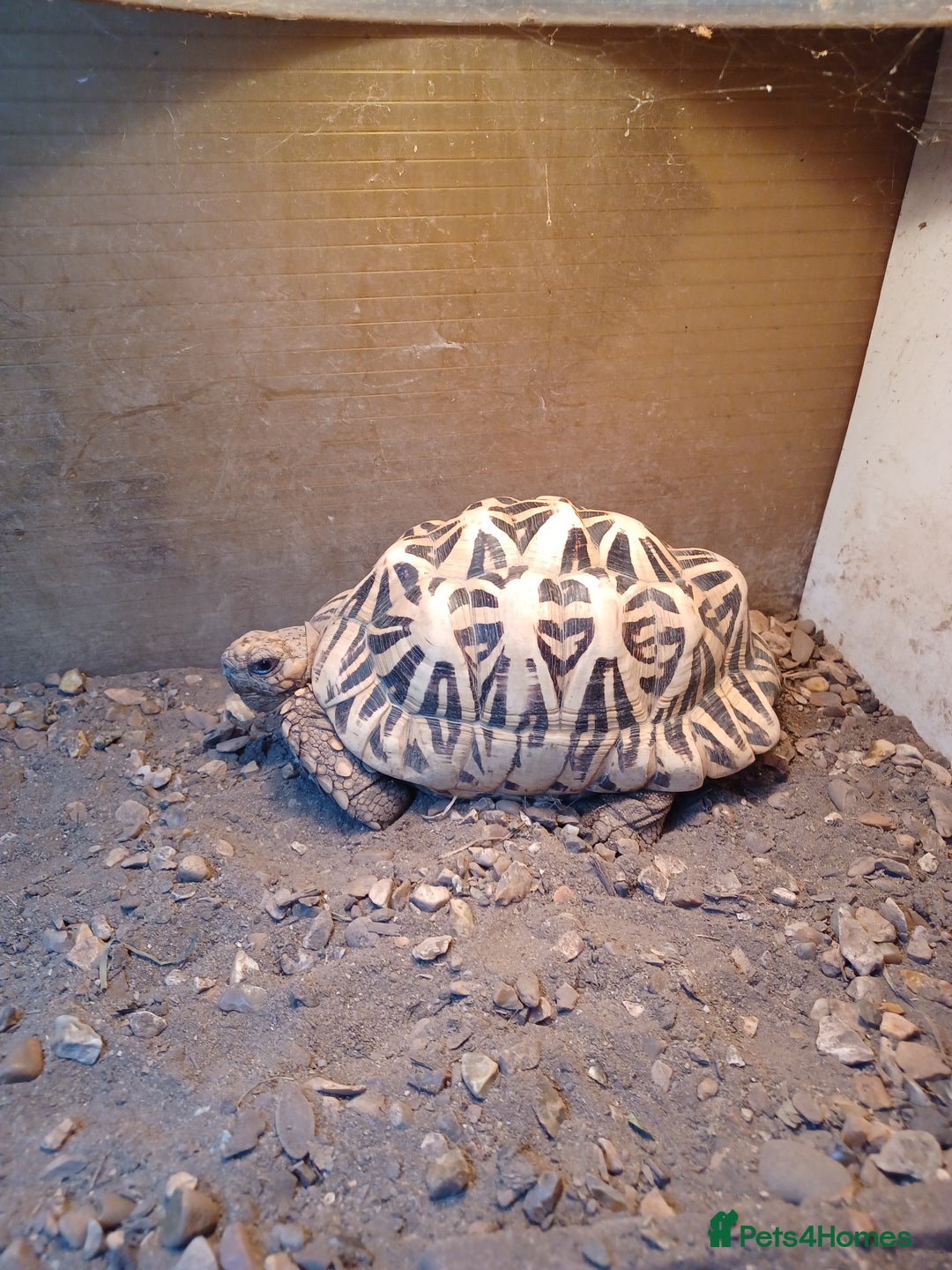 Tortoise reptiles for sale: INDIAN STAR TORTOISES choice of 3 breeding adults - Image 16