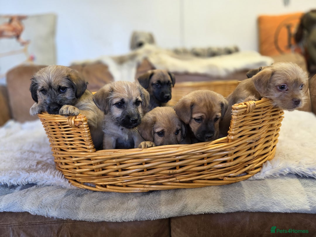 Jack Russell dogs for sale: Beautiful types of broken coated and smoothed  - Image 2