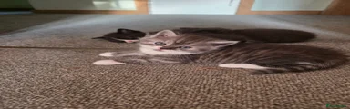 Mixed Breed Kitten 5