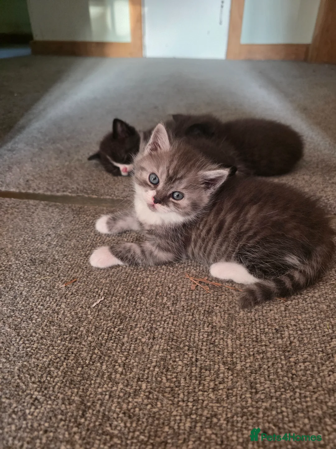 Mixed Breed cats for sale: Beautiful Persian Cross kittens in Northampton - Advert 12