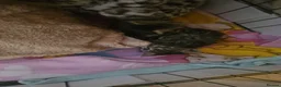 Mixed Breed cats for sale: Kittens  - Advert 1