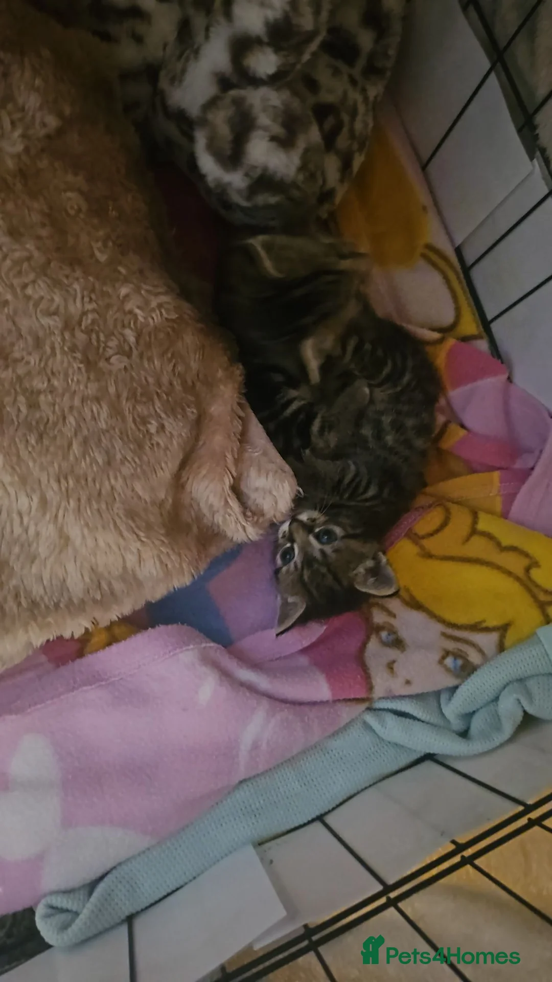 Mixed Breed cats for sale: Kittens  - Advert 1