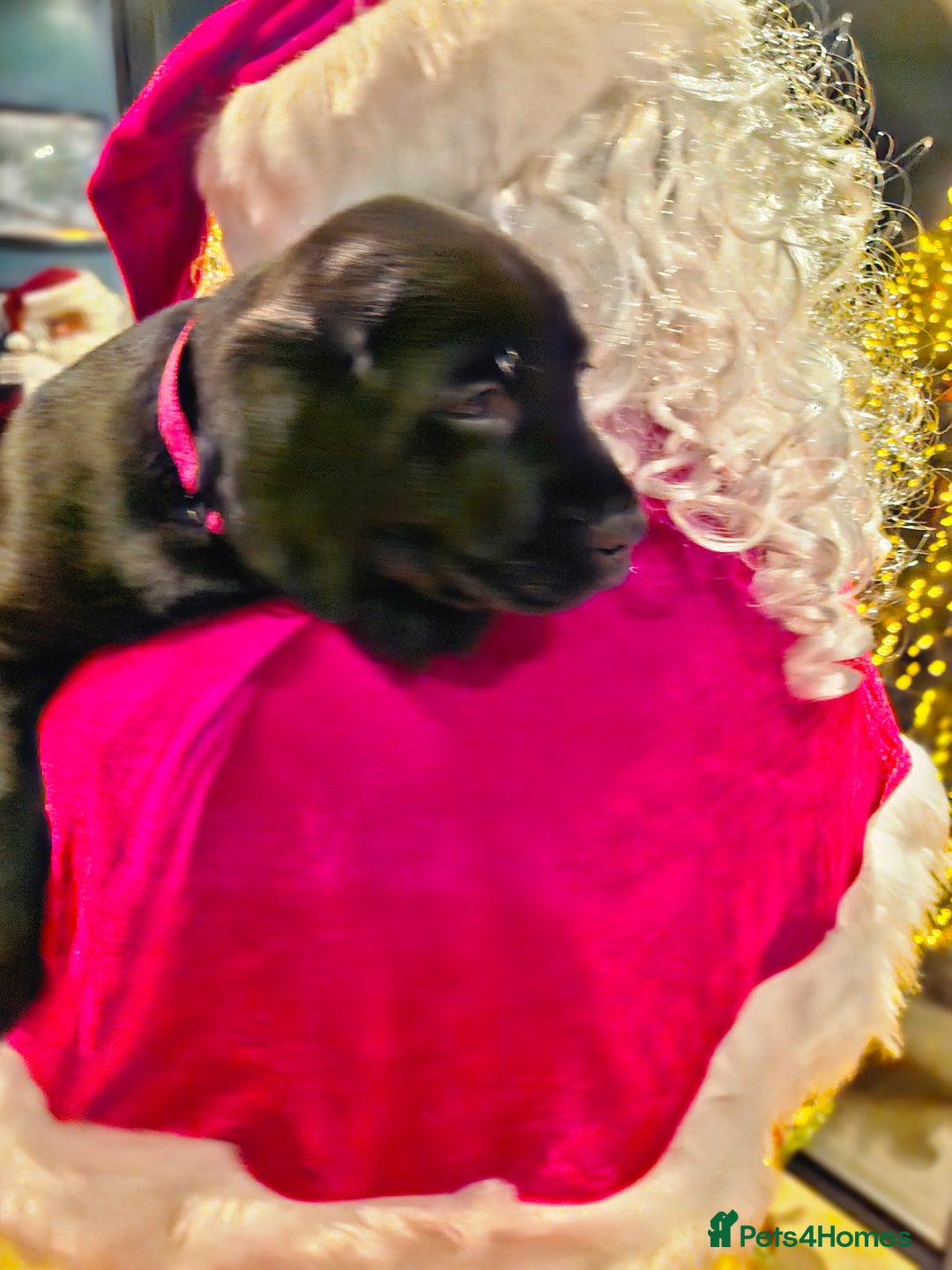 Labrador Retriever dogs for sale: Only 1 female left - Advert 11