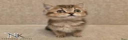 British Shorthair cats for sale: GCCF British Shorthair Babies Ready Soon 🐱 - Advert 18