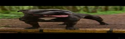 Staffordshire Bull Terrier dogs for sale: Staffordshire Bull Terrier puppies KC reg 💙  - Advert 5