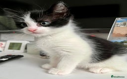 British Shorthair cats for sale: Male,Female  - Image 3