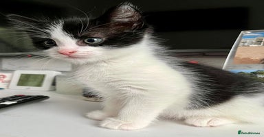 British Shorthair cats - Advert 9