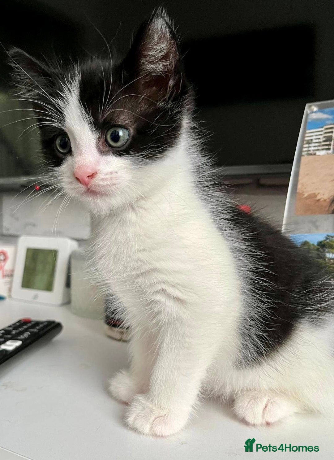 British Shorthair cats for sale: Male,Female  - Image 3