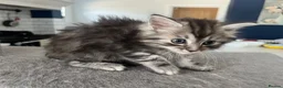 Ragcoon cats for sale: 🐾 Beautiful Maine Coon x Ragdoll kittens  - Advert 7