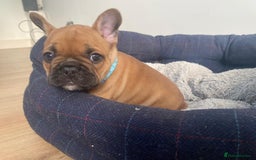 French Bulldog dogs for sale: Rare KC French bulldogs - champion lines  - Image 2