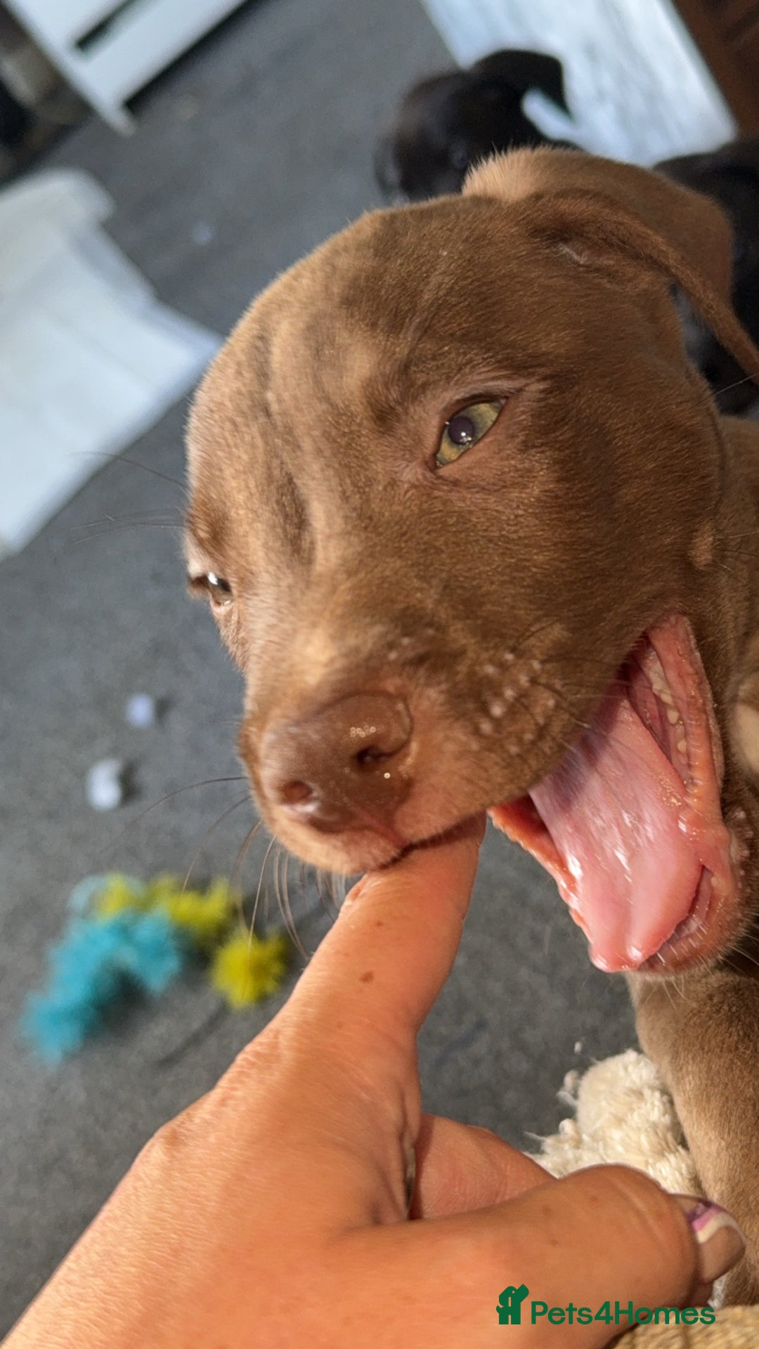 Mixed Breed dogs for sale: Labrador cross  - Image 4