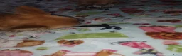 Chihuahua dogs for sale: Peanut and Lil Bear  - Advert 3