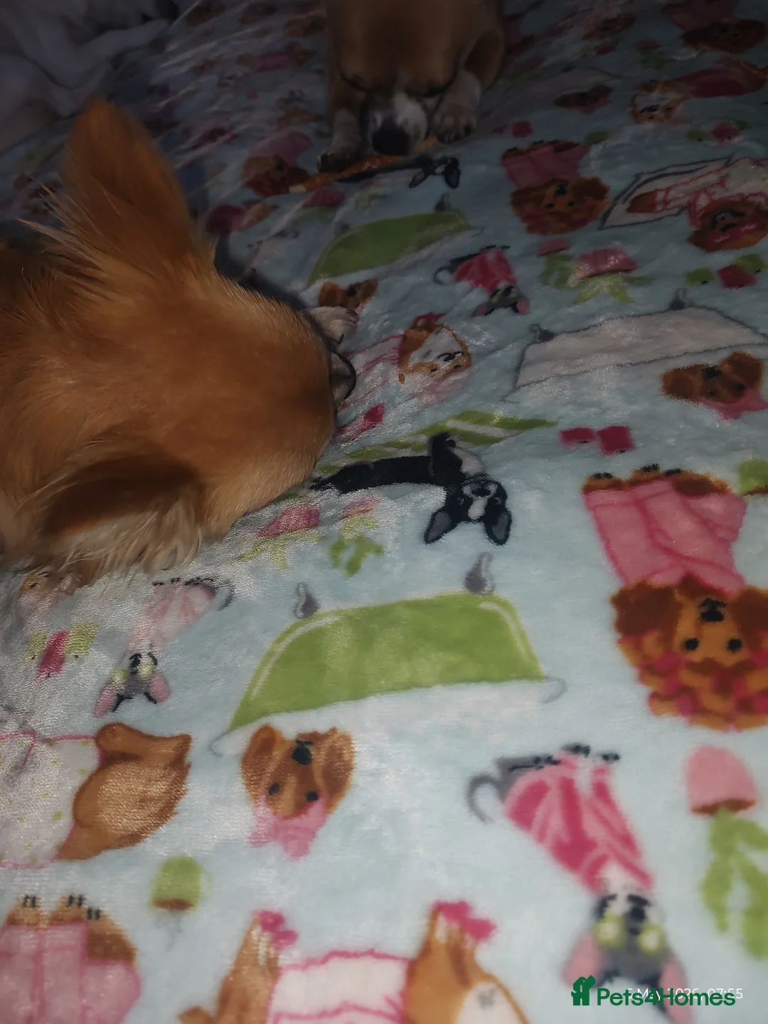 Chihuahua dogs for sale: Peanut and Lil Bear  - Advert 2