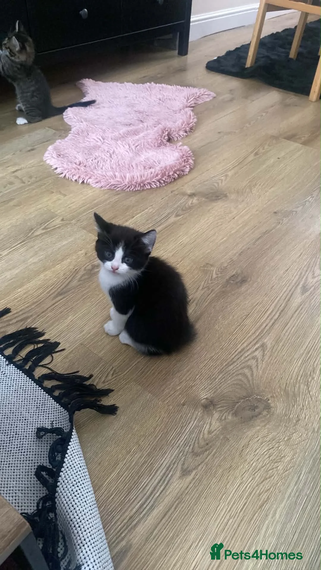 British Shorthair cats for sale: Two Lovely Male Kittens. Playful & Well Trained in Middlesbrough - Advert 8