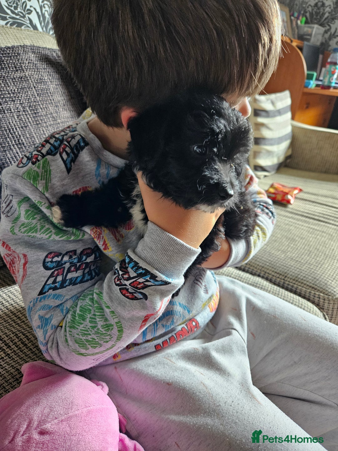 Jackapoo dogs for sale: Jackapoo puppies x7 - Image 16