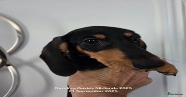 Miniature Dachshund dogs - Advert 3