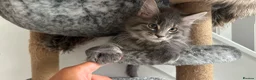 Maine Coon cats for sale: SILVER MAINE COON BOY KITTEN FOR SALE - Advert 8