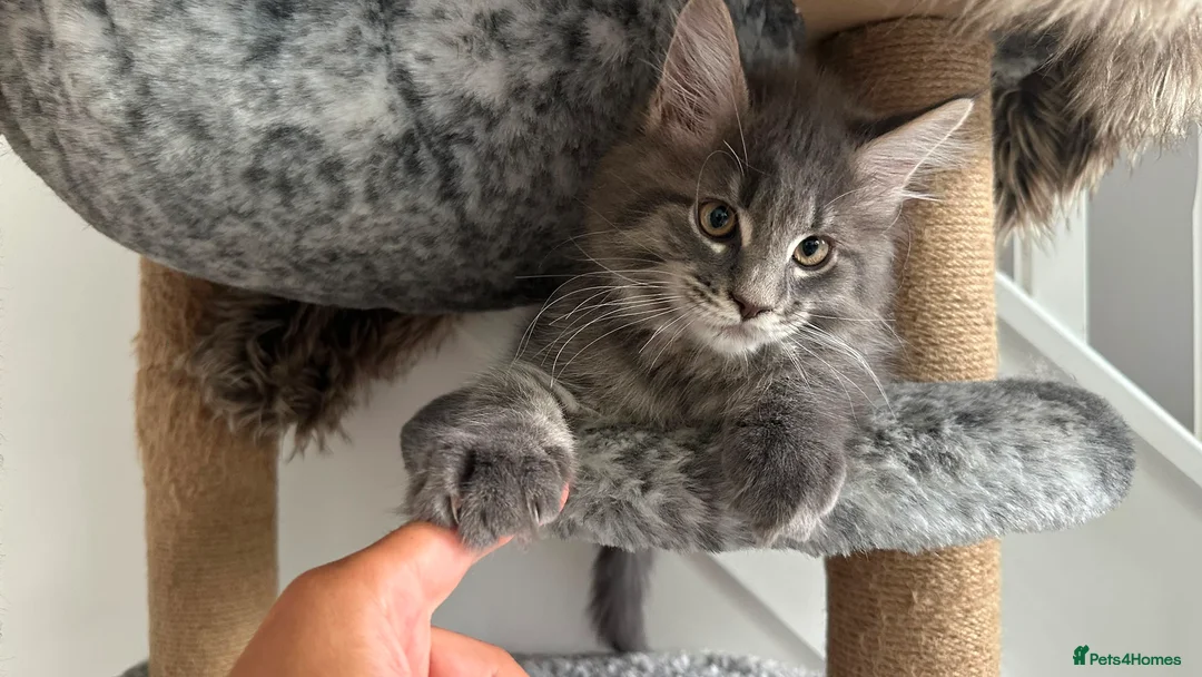 Maine Coon cats for sale: SILVER MAINE COON BOY KITTEN FOR SALE - Advert 8